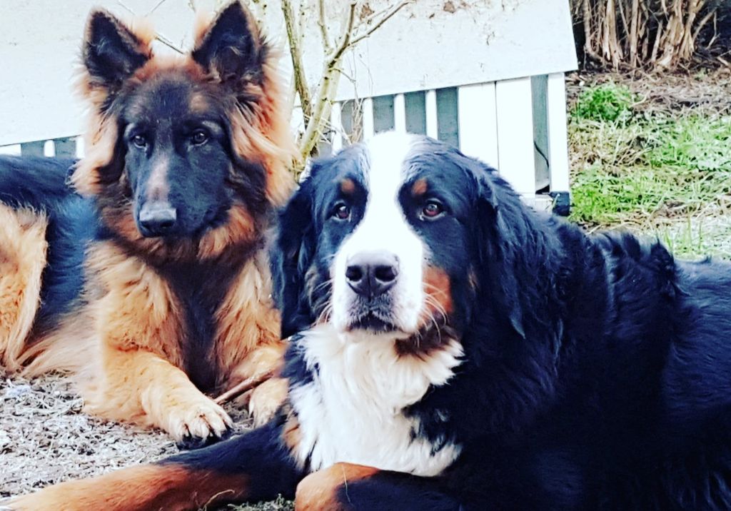 Mon fidèle compagnon !